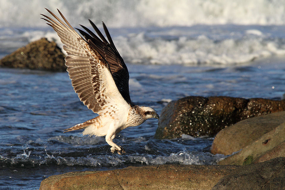 Eastern Osprey (Pandion cristatus)